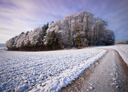 Ośnieżone, Pola, Droga, Do, Lasu