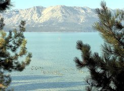 Jezioro, Góry, Gałązki, Tahoe, Kalifornia