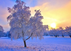 Drzewa, Zachód, Słońca, Śnieg