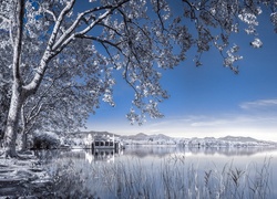 Jezioro, Drzewa, Zima