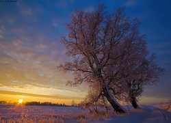Zima, Drzewo, Zachód Słońca