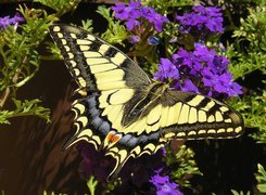 Motyl, Fioletowe, Kwiatuszki