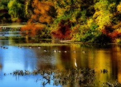 Jesień, Jezioro, Kaczki, Drzewa