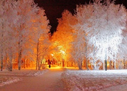 Park, Zimą, Białe, Drzewa