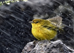 Żółty, Ptaszek, Deszcz