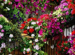 Wiszące, Kolorowe, Kwiaty, Balkon