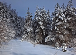 Drzewa, Świerki, Śnieg, Zima