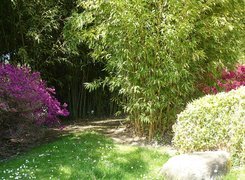 Ogród, Azalie, Różanecznik
