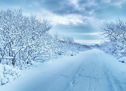 Droga, Drzewa, Zima