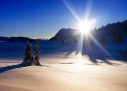 Promienie, Słońca, Drzewa, Śnieg, Zima