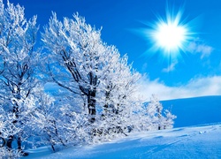 Promienie, Słońca, Drzewa, Zima
