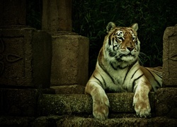 Tygrys, Odpoczynek