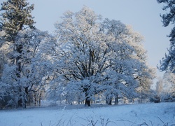 Zima, Ośnieżone, Drzewa