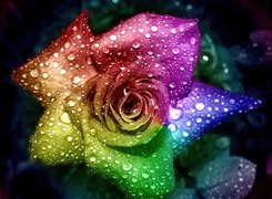 Kolorowa, Róża, Krople, Deszczu
