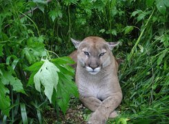 Puma, Zieleń