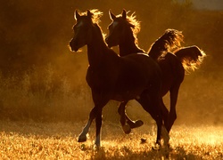 Dwa, Konie, Zachód, Słońca