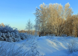 Zima, Drzewa, Krzaczki