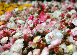 Kwiaty, Rabatowe
