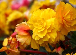 Żółte, Kwiaty, Rabatowe