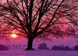 Drzewo, Śnieg, Zachód, Słońca