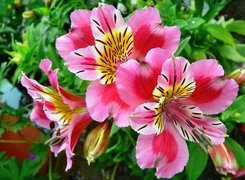 Kwiaty, Różowa, Alstroemeria