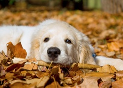 Pies, Golden Retriever, Liście, Jesień