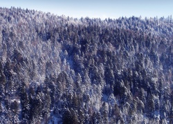 Las, Śnieg, Zima
