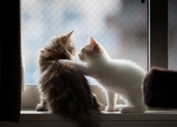 Koty, Okno, Przyjazń