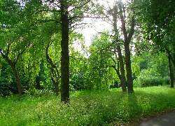 Park, Wierzby