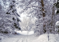 Las, Śnieg, Ślady, Zima