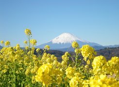 Kwiatki, Góra, Fuji, Japonia