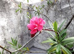 Hibiskus