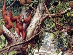 Małpy, Orangutany, Dżungla, Liany
