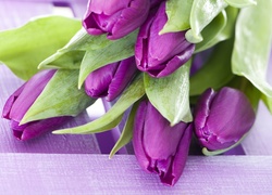 Purpurowe, Tulipany