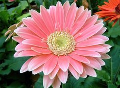 Różowa, Gerbera