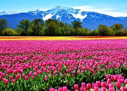 Góry, Pole, Tulipany