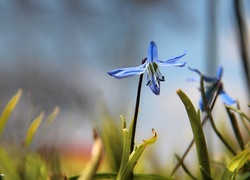 Cebulica Syberyjska, Niebieski, Kwiat
