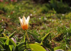 Tulipan, Trawa, Kwiat