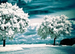 Białe, Drzewa, Niebo