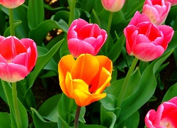 Tulipany