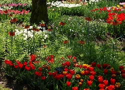 Ogród, Botaniczny, Gatunki, Kwiatów