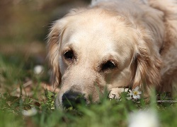 Biały, Pies, Golden retriever, Trawa