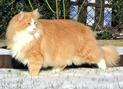 Kot, Norweski Leśny, Śnieg