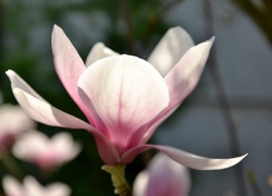 Różowy, Kwiat, Magnolii