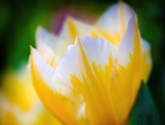 Żółto, Biały, Tulipan