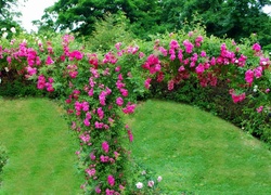 Ogród, Róże, Drzewa