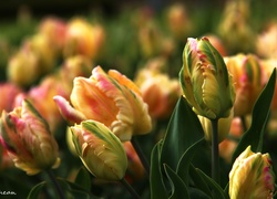 Zółte, Różowe, Tulipany