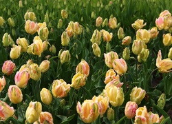 Żółte, Różowe, Tulipany
