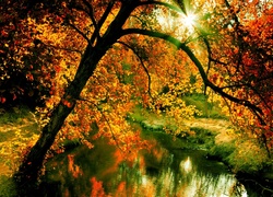 Jesień, Las, Rzeczka, Promienie, Słońca, Drzewo