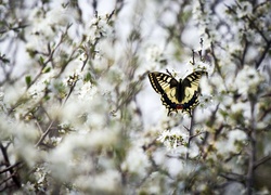 Motyl, Paź królowej, Gałązki, Białe, Kwiatuszki